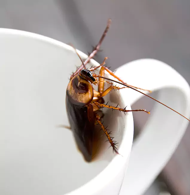 Why Duluth, GA Residents Trust Duluth Quality Pest Control for Cockroach Fumigation?