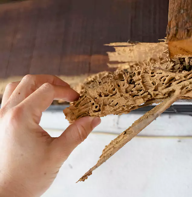 Why Choose Duluth Quality Pest Control in Duluth, GA?