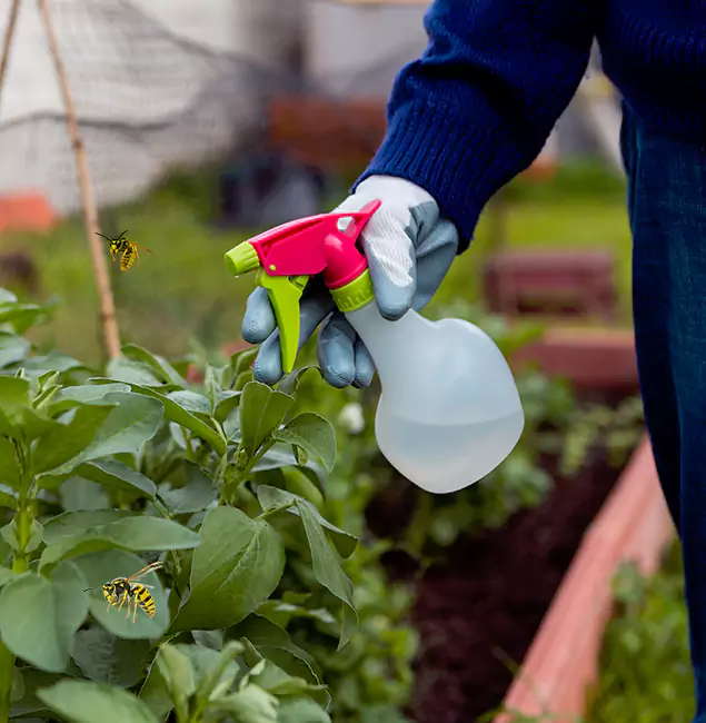 Why Duluth Homeowners Choose Duluth Quality Pest Control for Honey Bee Removal?
