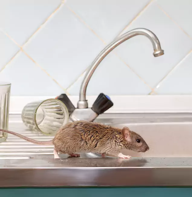 Why Duluth, GA Trusts Duluth Quality Pest Control for Humane Rodent Control?
