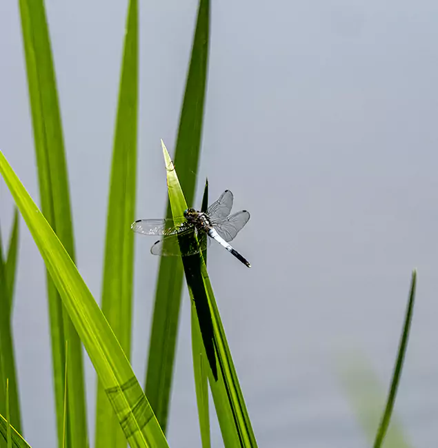 Why Duluth Families Trust Duluth Quality Pest Control for Mosquito Prevention?