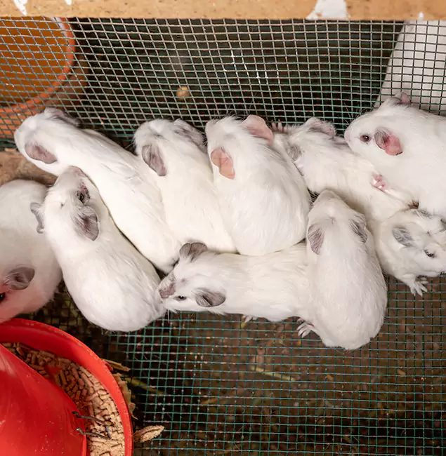Why Duluth Quality Pest Control Is the Trusted Choice in Duluth, GA?