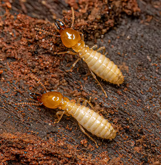 Why Choose Duluth Quality Pest Control for Termite Treatment Without Tenting in Duluth, GA?