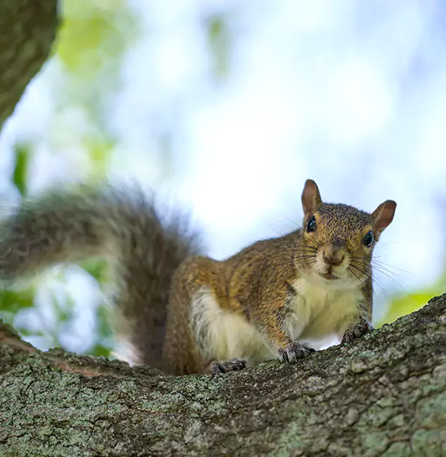 Why Duluth, GA Relies on Duluth Quality Pest Control for Squirrel Pest Control?