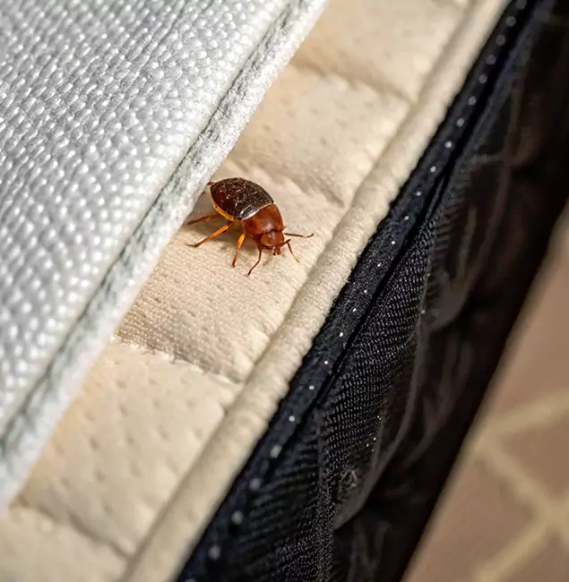 Why Duluth Homeowners Trust Duluth Quality Pest Control for Tick Treatment?