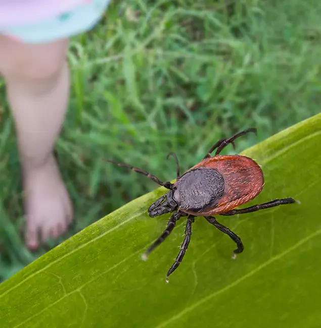 Why Duluth Homeowners Choose Duluth Quality Pest Control for Tick Extermination?