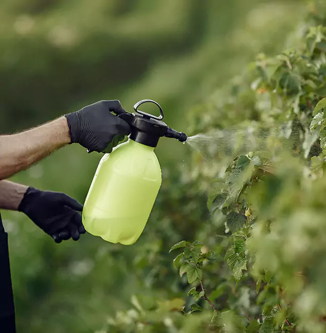 Why Duluth Homeowners Choose Duluth Quality Pest Control for Yard Tick Treatment?