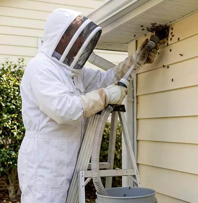 Why Duluth Trusts Duluth Quality Pest Control for Wasp Control?