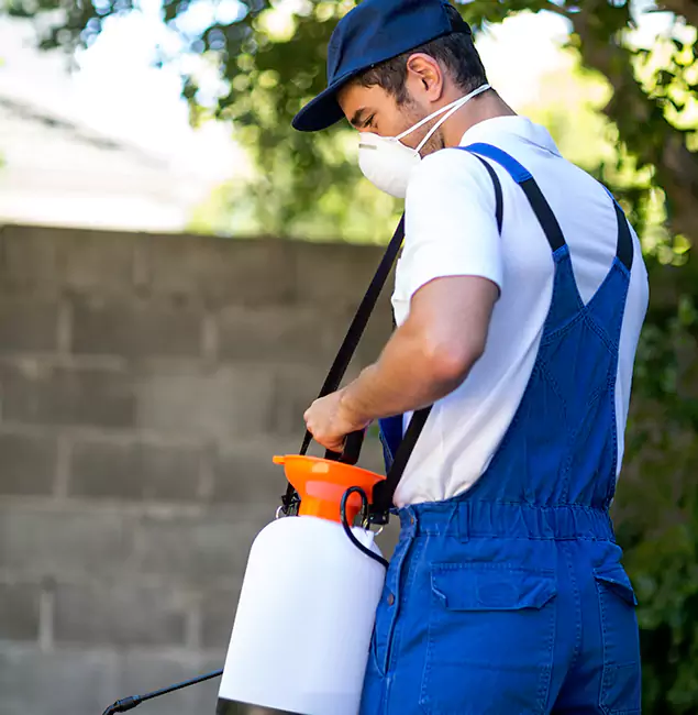 Why Duluth Quality Pest Control Is the Right Choice for Yellow Jacket Removal in Duluth, GA?