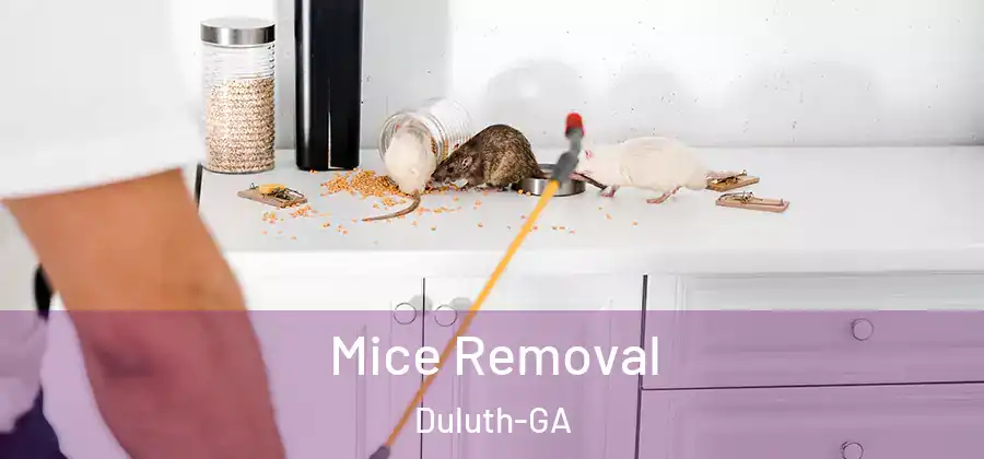  Mice Removal Duluth-GA