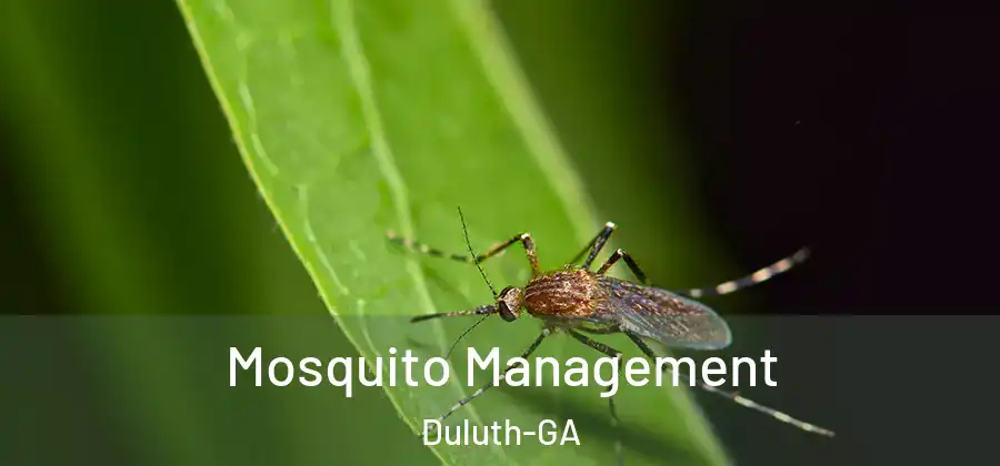  Mosquito Management Duluth-GA
