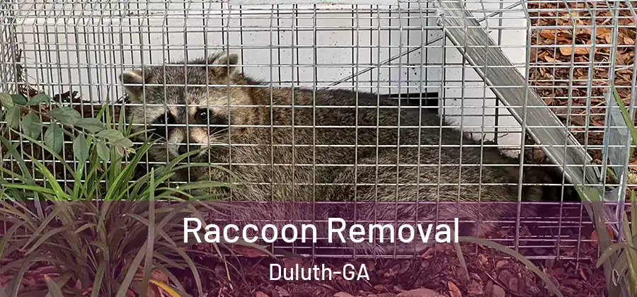  Raccoon Removal Duluth-GA