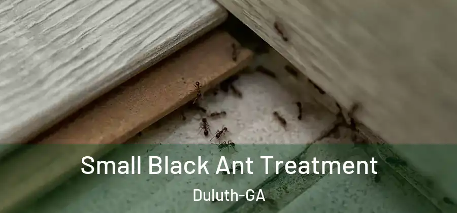 Small Black Ant Treatment Duluth-GA