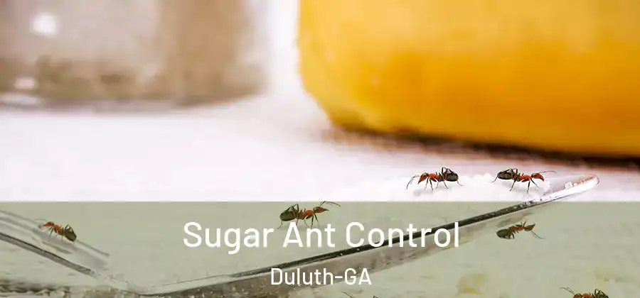  Sugar Ant Control Duluth-GA
