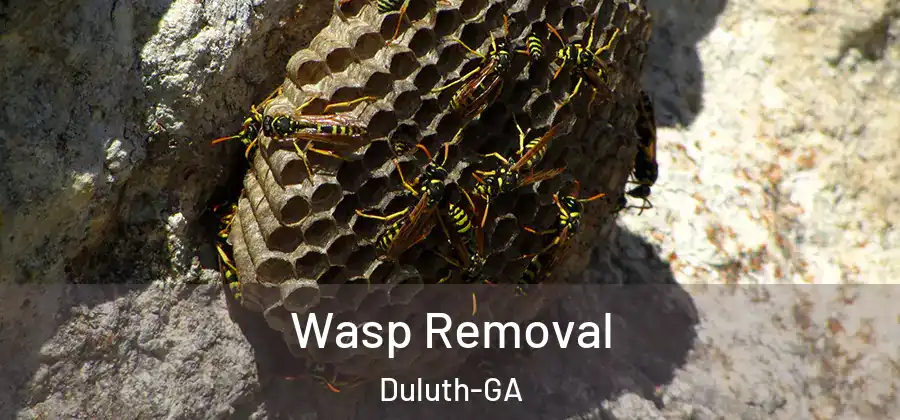  Wasp Removal Duluth-GA